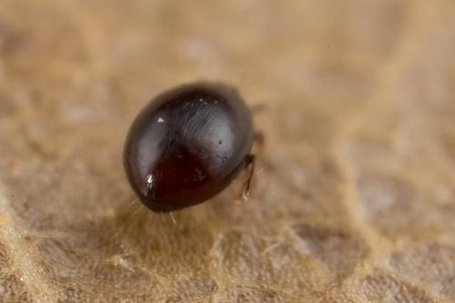Liacarus perezinigoi