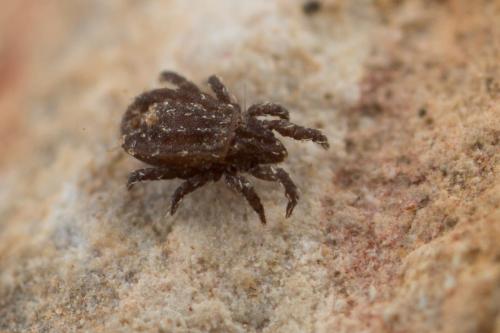 Nothrus pulchellus