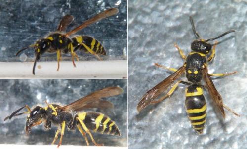 Ancistrocerus sp.