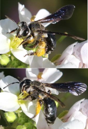 Andrena agilissima