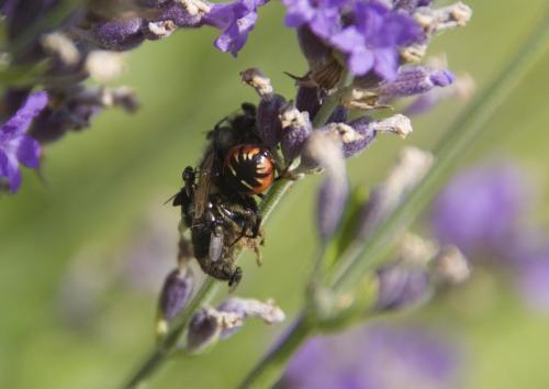 Desmometopa sp.