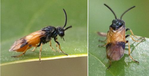 Arge cyanocrocea