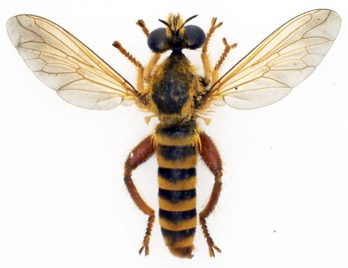Réf. 246 240 : Laxenecera nuptialis