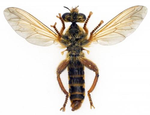 Réf. 246 241 : Laxenecera nuptialis