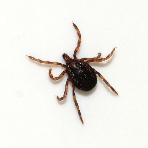 Réf. 246 395 : Hyalomma sp.