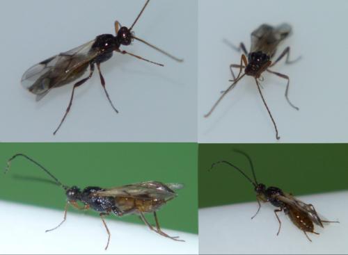 Réf. 246 169 : Alysiinae inconnu