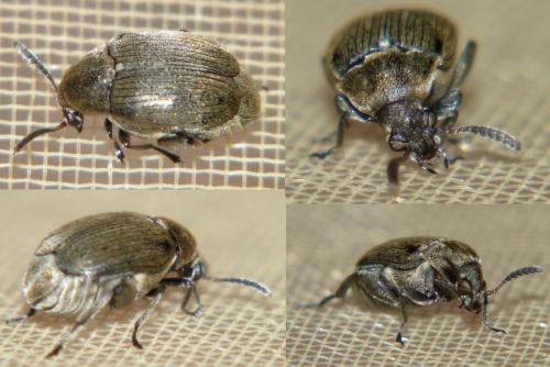 Bruchidius villosus