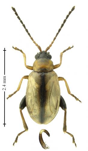 Longitarsus ganglbaueri