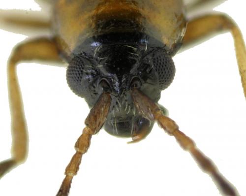 Longitarsus ganglbaueri