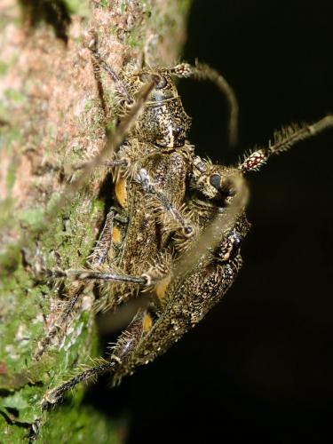 Réf. 246 264 : Polyacanthia fonscolombei