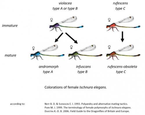 Ischnura elegans