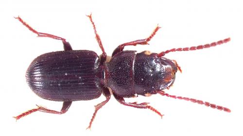 Dixus sphaerocephalus