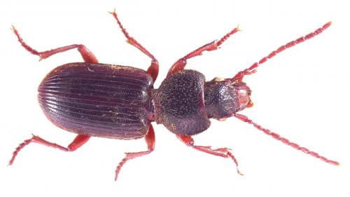 Carterus rotundicollis