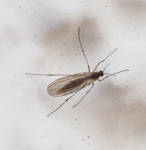 Coelosia sp.