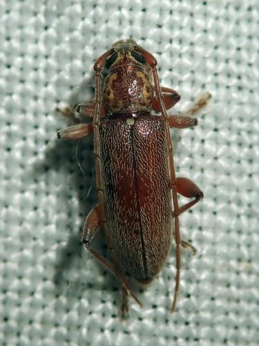 Ceresium unicolor