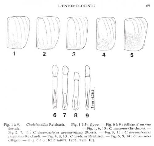 Chalcionellus divers