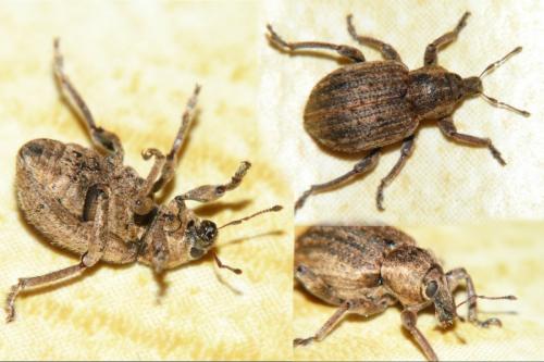 Brachypera zoilus
