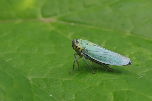 Réf. 246 987 : Cicadella viridis