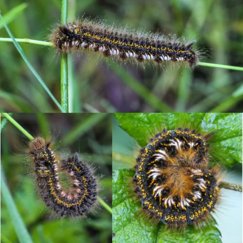 Réf. 246 405 : Euthrix potatoria