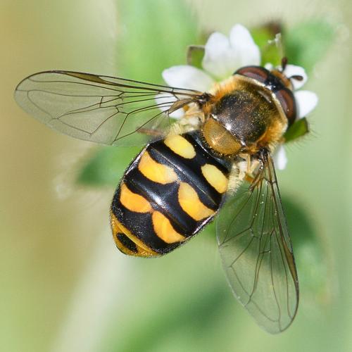 Réf. 246 806 : Eupeodes latifasciatus