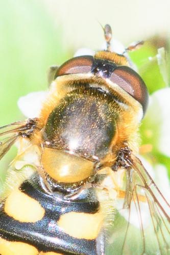Eupeodes latifasciatus