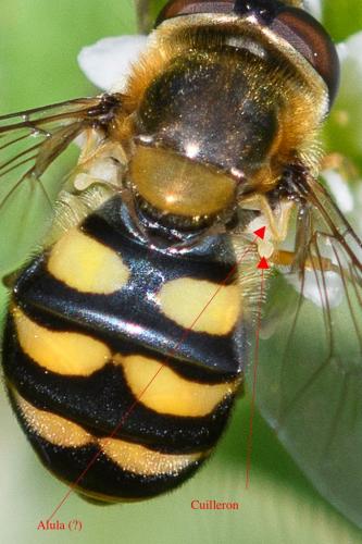 Eupeodes latifasciatus