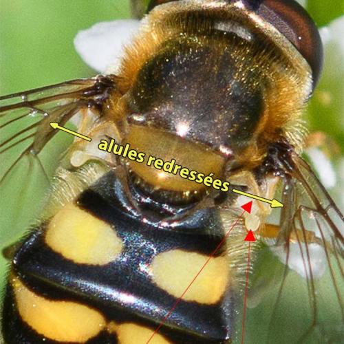 Réf. 246 851 : Eupeodes latifasciatus