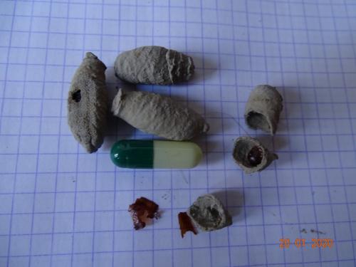 Réf. 246 581 : Sceliphron curvatum