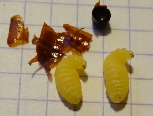 Réf. 246 992 : Sceliphron curvatum