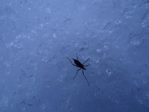 Chionea sp.