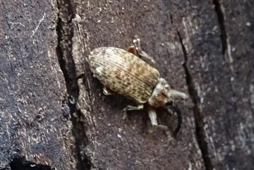 Réf. 246 570 : Dorytomus longimanus