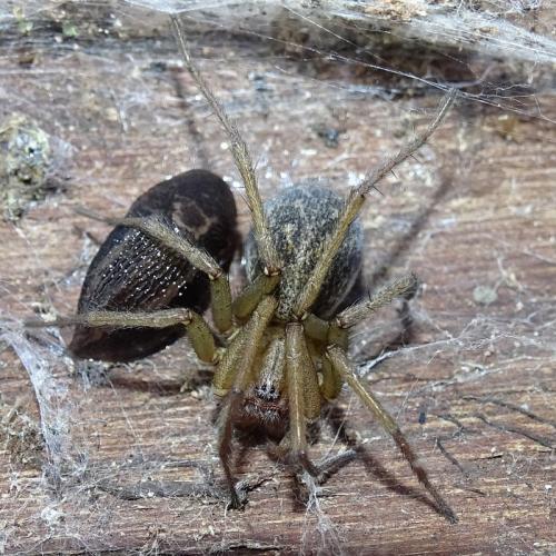 Eratigena agrestis