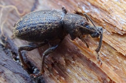 Otiorhynchus aurifer
