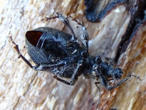 Otiorhynchus aurifer