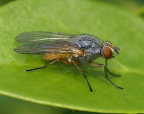 Réf. 246 364 : Pegomya sp.