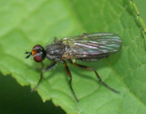 Réf. 246 676 : Nanna fasciata
