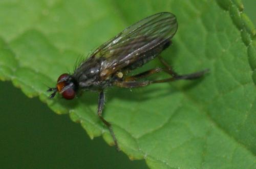 Nanna fasciata