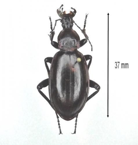 Carabus aumonti