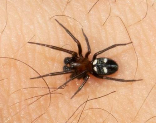 Titanoeca quadriguttata