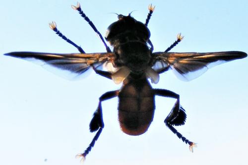 Trichopoda pictipennis