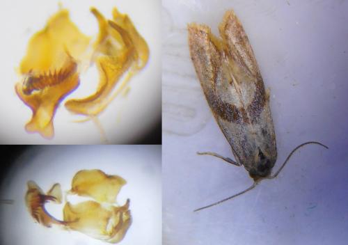 Réf. 246 855 : Cochylidia implicitana
