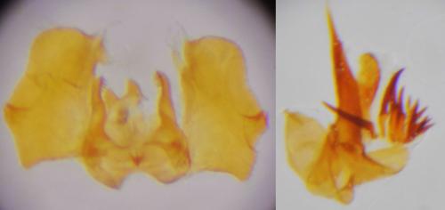 Réf. 246 889 : Cochylidia implicitana