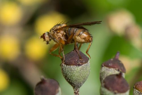 Scathophaga suilla