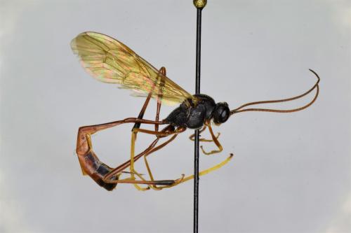 Erigorgus procerus