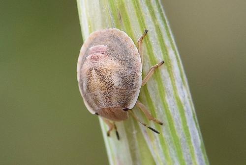 Réf. 246 110 : Eurygaster maura
