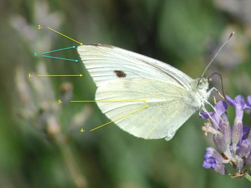 Pieris rapae