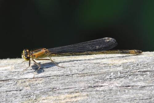 Ischnura elegans