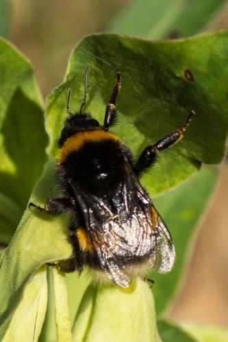 Bombus sp.
