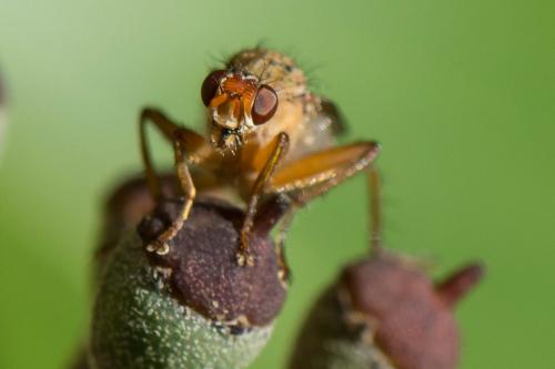 Scathophaga suilla