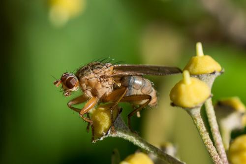 Scathophaga suilla